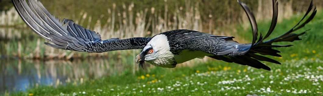 ten-of-the-largest-birds-of-prey-in-the-world